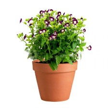 Torenia In Pot